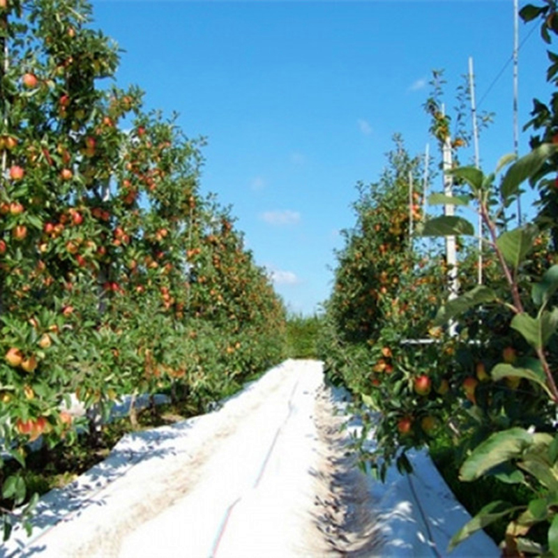 Apple Orchard White Reflective Cloth